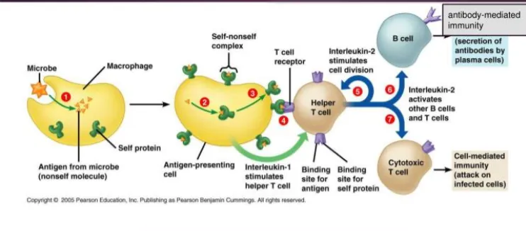 Activation of cell mediated immune response